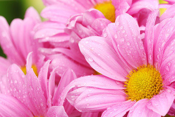 beautiful pink chrysanthemum on green background