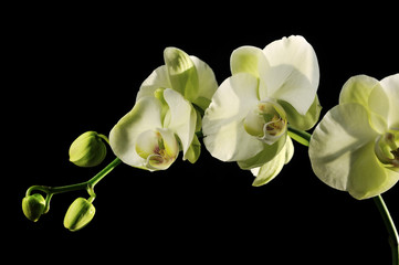 Fototapeta na wymiar light green moth orchid flowers