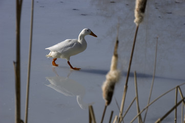 White duck walking on ice