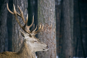 Male deer with antlers in the woods