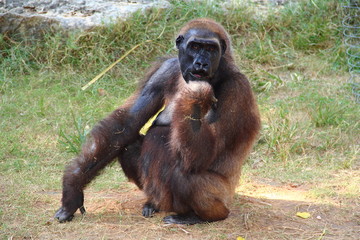 Naklejka premium Chimpanzee