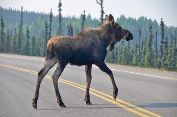 Wild moose crossing the road, Denali national park, Alaska