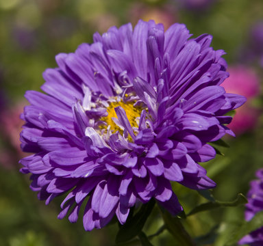 Blue Aster