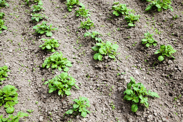 Potato field