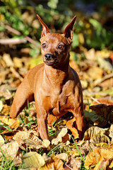 Red Miniature Pinscher