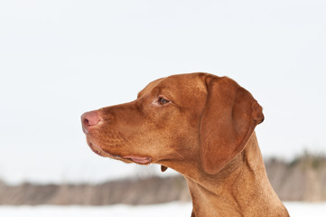 Close-up Vizsla (Hungarian Pointer) Portrait in Winter