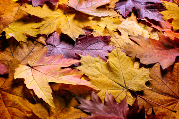 Autumn leaves background