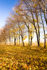 Fototapeta premium Autumn trees