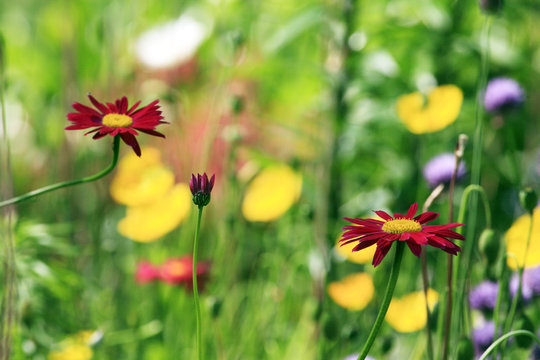 Red asters