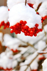 Viburnum in snow