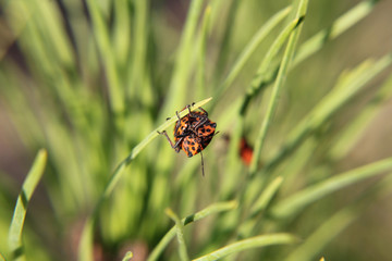 black red striped bug