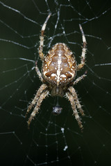 Gartenkreuzspinne