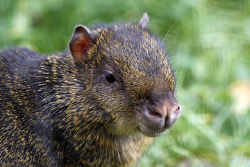 Goldaguti