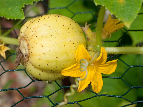 Zitronengurke - Cucumis sativus