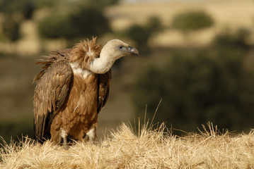 Joven buitre leonado