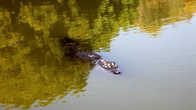 Crocodile swims in river water.