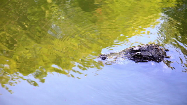 Crocodile swims in river water.