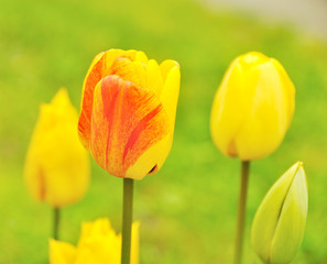 Spring  tulips