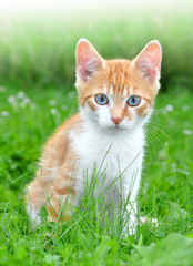 Naklejka na ściany i meble Młody kot w trawie