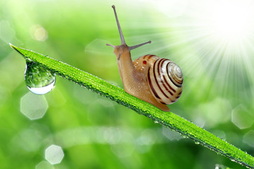 Snail on dewy grass