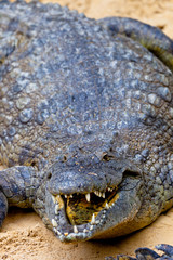 A nile crocodile, Crocodylus niloticus