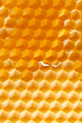 fresh honey in comb