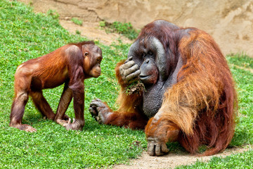 Orangutan of Borneo, Pongo Pygmaeus © David Acosta Allely