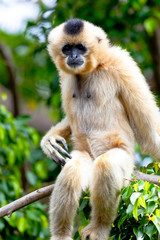 Obraz premium Gibbon of golden cheeks, Nomascus gabriellae