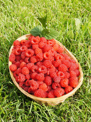 Fresh ripe raspberry on the green grass background
