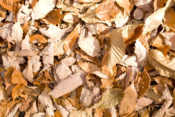 枯れ葉のバックグランド