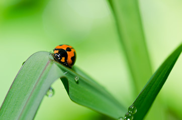 ladybug in green nature