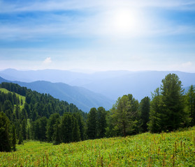 Forest mountains in sunny day
