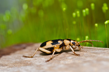 brown bug in green nature