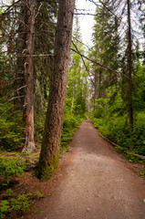 Fototapeta premium Dirt path into the woods