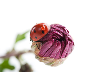 little ladybird on flower