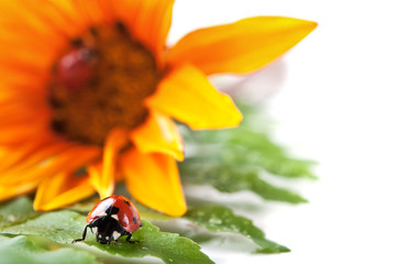ladybirds on green leaf and yellow flower