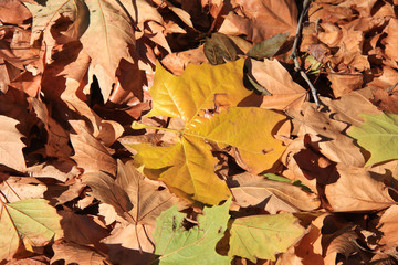 feuilles d'automne