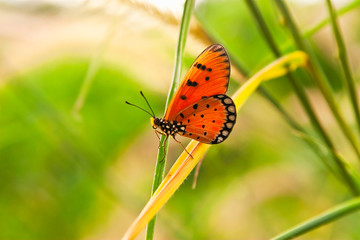 Closeup butterfly climb on green leaf