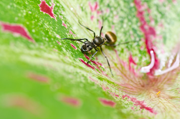 black ant in green nature