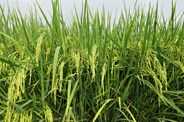 paddy rice field