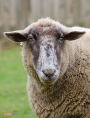 Fototapeta premium sheep on farmyard