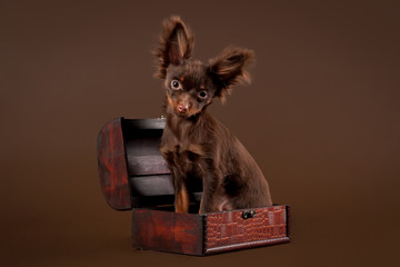 Russian toy terrier puppy on dark brown background