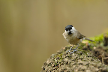 mésange noire