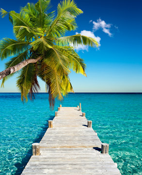 plage vacances cocotier