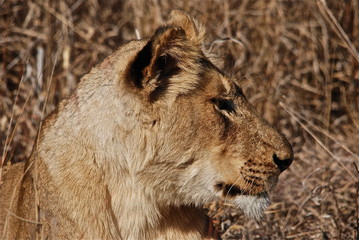 Lioness resting in the bush