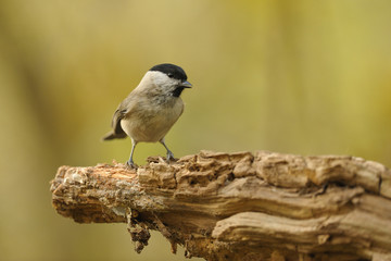 mésange noire