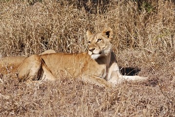 Lioness