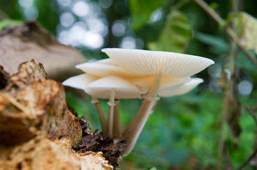 Gilled mushrooms