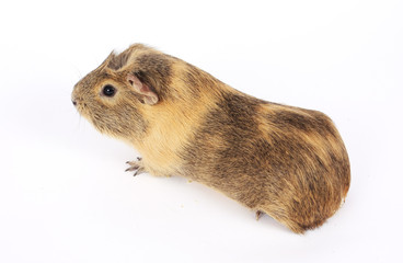 Guinea pig isolated