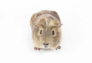 Guinea pig isolated